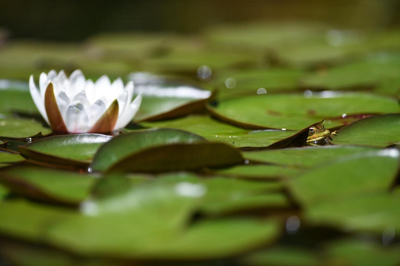 Vale Do Ninho Nature Houses Ferraria de Sao Joao Ngoại thất bức ảnh